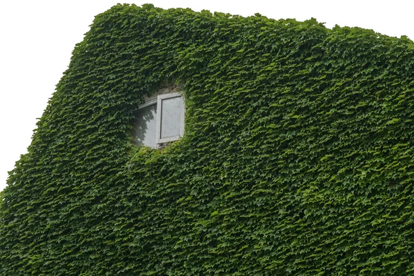 Green Leaf cover Building except window