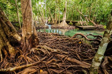 Mangrove Forest at Tha Pom ,Krabi Thailand clipart