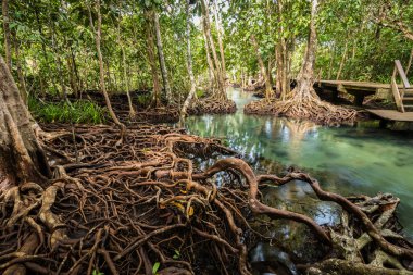 Mangrove Forest at Tha Pom ,Krabi Thailand clipart