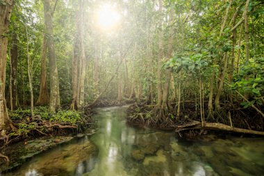 Mangrov orman Tha Pom, Krabi, Tayland Thailand, güneş patlaması