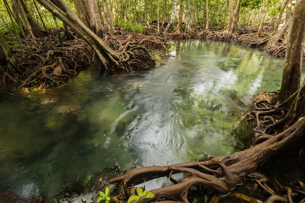 Mangrovových lesů na Tha Pom, Krabi Thajsko — Stock fotografie