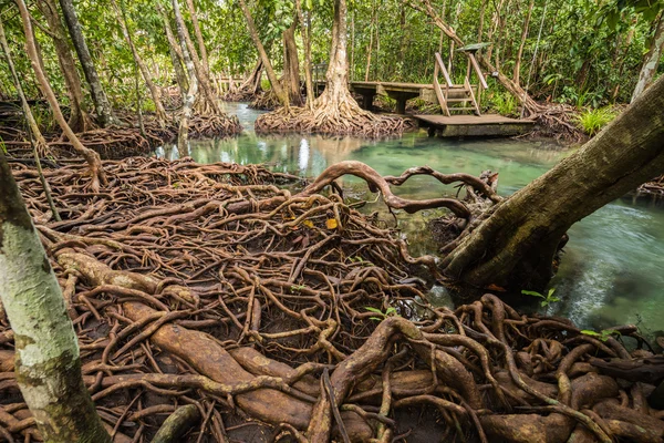 Mangrovových lesů na Tha Pom, Krabi Thajsko — Stock fotografie