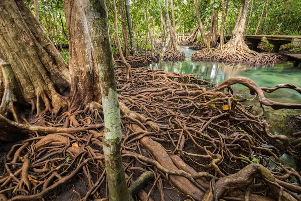 Foresta di mangrovie a Tha Pom, Krabi Thailandia — Foto Stock