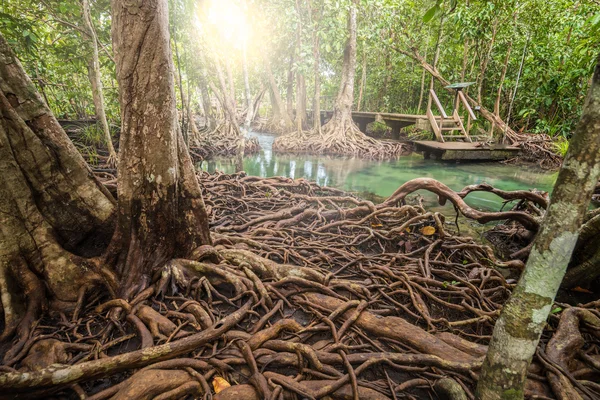 Mangrove erdő: Tha Pom, Krabi, Thaiföld — Stock Fotó