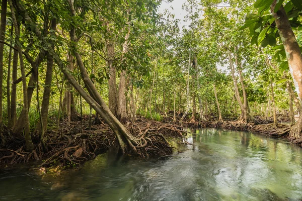 Mangrovových lesů na Tha Pom, Krabi Thajsko — Stock fotografie