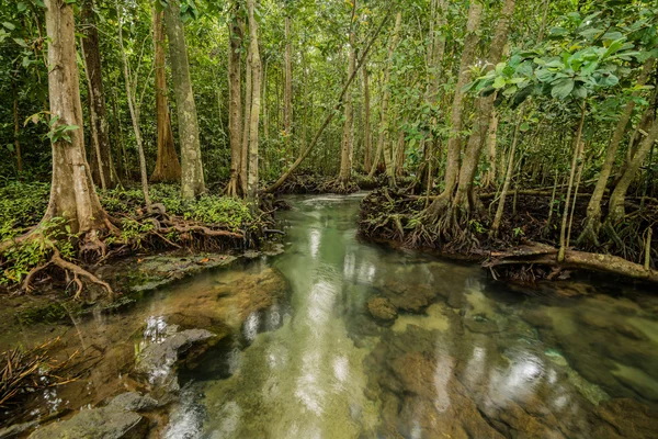 Mangrovových lesů na Tha Pom, Krabi Thajsko — Stock fotografie