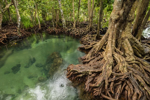 Mangroveskog på Tha Pom, Krabi Thailand — Stockfoto