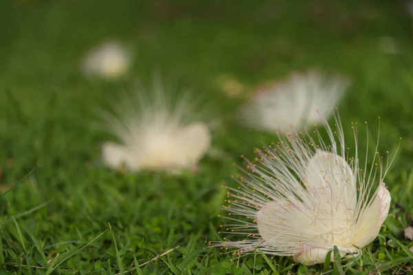 stock image putat flower fall on ground