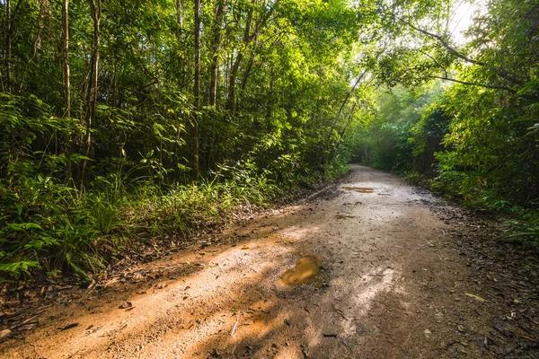 열 대 정글 태국에에서 자연 경로 — 스톡 사진