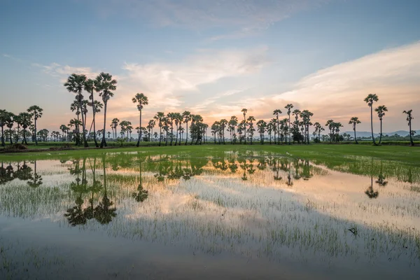 糖棕榈树和水稻领域在日落 — 图库照片