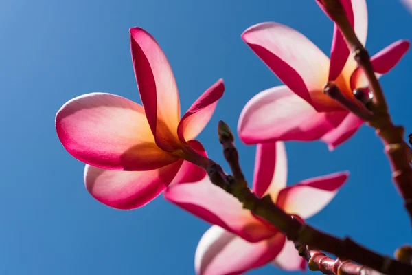 Rosa Plumeria fiore nella giornata di sole — Foto Stock