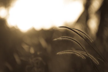 Siluet misyon çim akşam