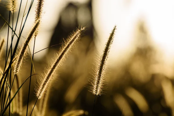 Silhouette Mission Gras am Abend — Stockfoto