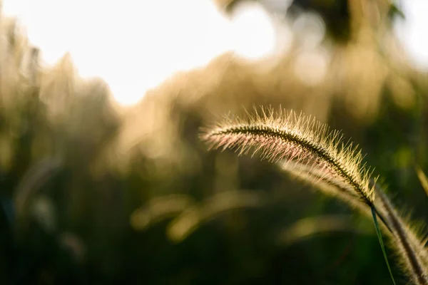 Silueta misiune iarbă în seara — Fotografie, imagine de stoc