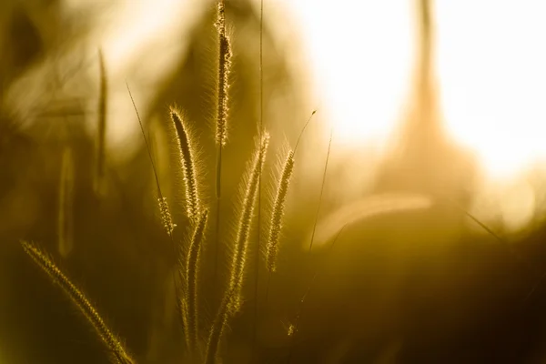 Silhouette Mission Gras am Abend — Stockfoto