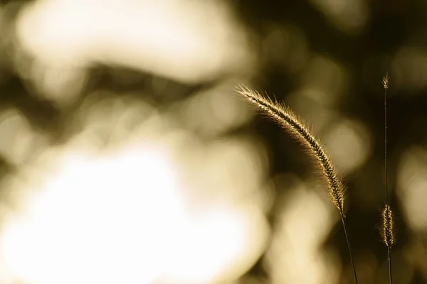 Silueta misión hierba en la noche — Foto de Stock