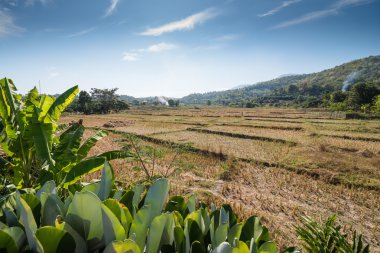Kuru pirinç alan dağ önünde