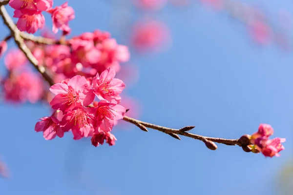 Sakura bloem op doi ang khang — Stockfoto