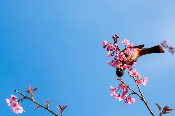 Vogel zitten op kersenbloesem boom — Stockfoto