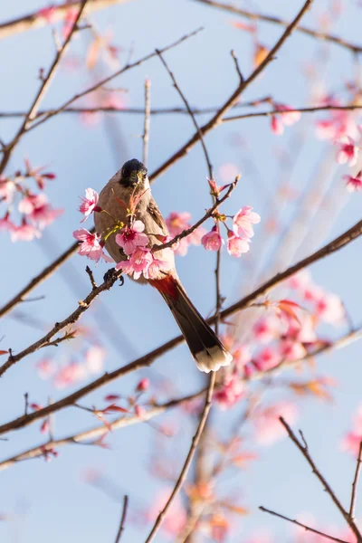 Pájaro sentado en el árbol de flor de cerezo —  Fotos de Stock