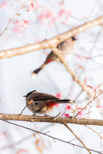 Vogel zitten op kersenbloesem boom — Stockfoto