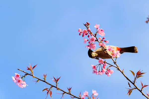 Madár ül a cherry blossom tree — Stock Fotó