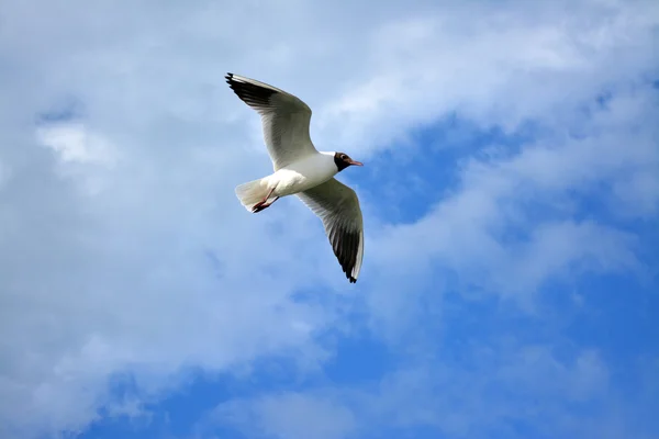 Seagulls in flight — Stock Photo, Image