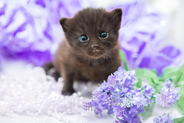 Little kitty baby on a white background with some interior elements