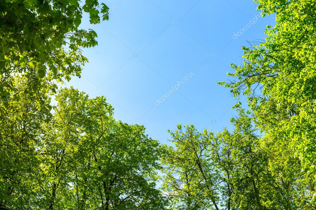 Open View Sky Green Trees Beautiful Tree Tops Background Blue Stock Photo  by ©FotoMirta 109995484