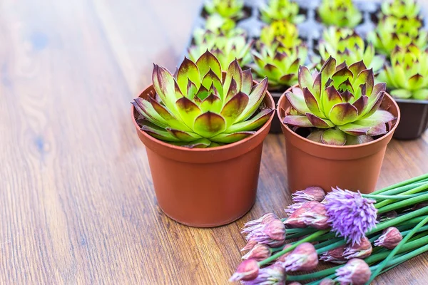 Plantas em vasos e recipientes em um fundo de madeira plana. Suculentas em vasos. Decoração de jardinagem . — Fotografia de Stock