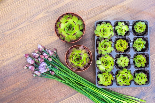 Piante in vasi e contenitori su fondo piatto in legno. Succulente in vaso. Decorazione di giardinaggio . — Foto Stock