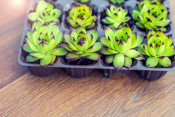 Plantas en macetas y recipientes sobre un fondo plano de madera. Suculentas en macetas. Decoración de jardinería . — Foto de Stock