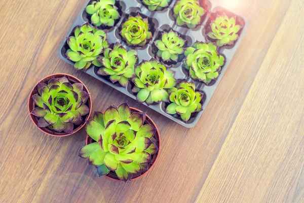 Plantas em vasos e recipientes em um fundo de madeira plana. Suculentas em vasos. Decoração de jardinagem . — Fotografia de Stock