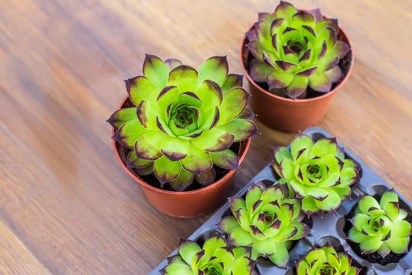 Plantas en macetas y recipientes sobre un fondo plano de madera. Suculentas en macetas. Decoración de jardinería . —  Fotos de Stock