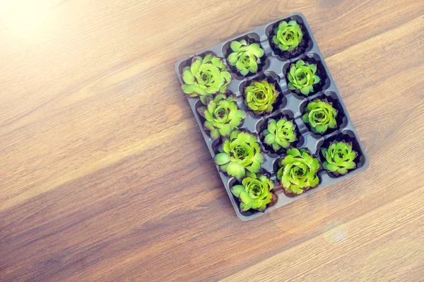 Plantas en macetas y recipientes sobre un fondo plano de madera. Suculentas en macetas. Decoración de jardinería . —  Fotos de Stock