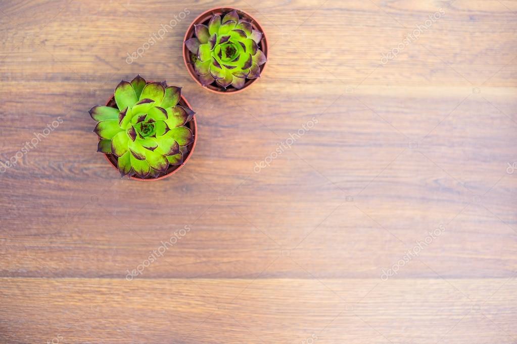 Pflanzen in Töpfen und Behältern auf flachem Holzboden. Sukkulenten in