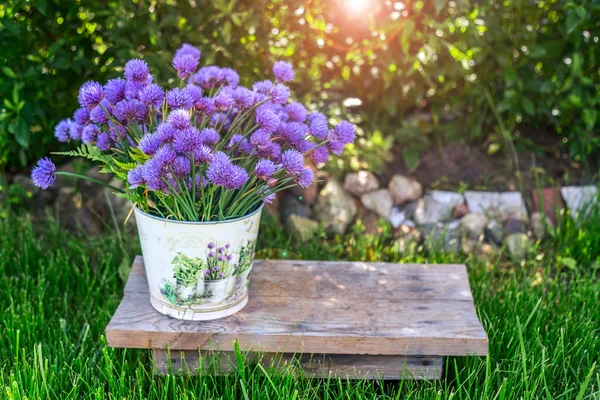 Pail Jardín Con Flores Púrpuras Fondo Verde Hierbas Hermosas Flores —  Fotos de Stock