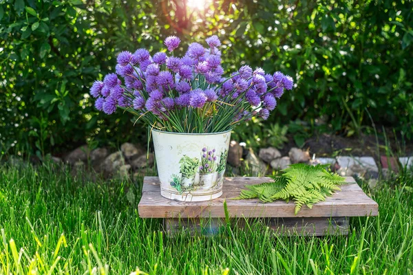 Cubo Jardín Con Flores Color Púrpura Con Verdes Hierbas Fondo —  Fotos de Stock