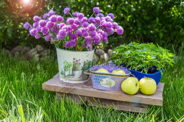 Manzanas en una canasta y algunas decoraciones de jardín sobre fondo de hierba verde y follaje. Cubo de jardín con flores de color púrpura con verdes y hierbas de fondo . —  Fotos de Stock