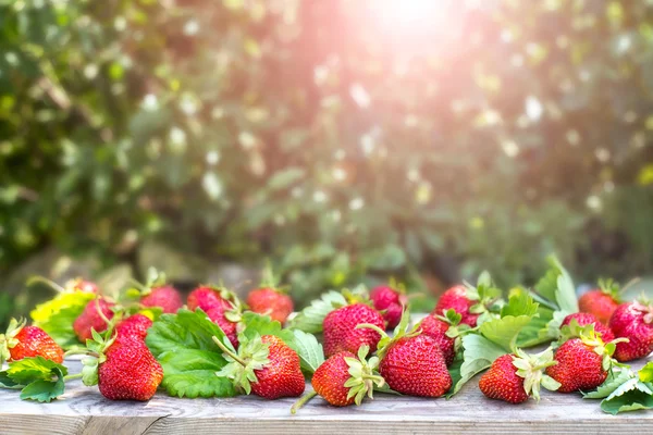 Γλυκές Φρέσκες Φράουλες Στον Κήπο Φυσικό Φόντο Όμορφα Μούρα Ένα — Φωτογραφία Αρχείου