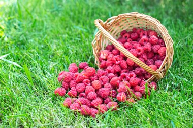 Ahududu çim. Sepetteki meyveler. Güzel yaz hasat arka plan