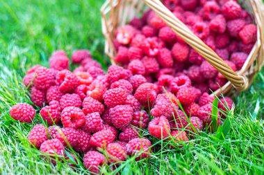 Ahududu çim. Sepetteki meyveler. Güzel yaz hasat arka plan