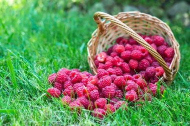 Ahududu çim. Sepetteki meyveler. Güzel yaz hasat arka plan