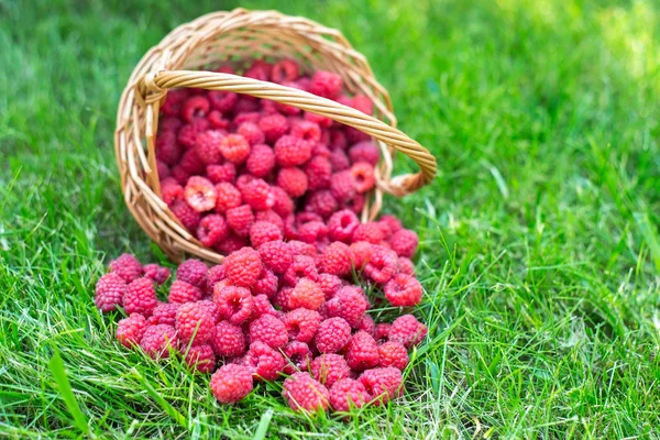 Ahududu çim. Sepetteki meyveler. Güzel yaz hasat arka plan