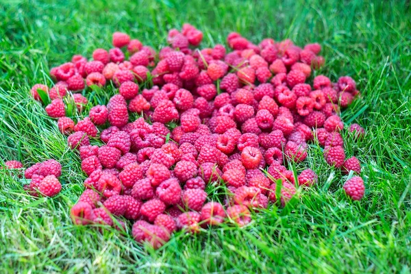 Raspberry in the grass. Berries in a basket. Beautiful summer harvest background — Stock Photo, Image