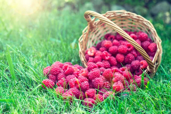 Ahududu çim. Sepetteki meyveler. Güzel yaz hasat arka plan