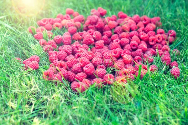 Frambuesa en la hierba. Bayas en una canasta. Hermoso fondo de cosecha de verano —  Fotos de Stock