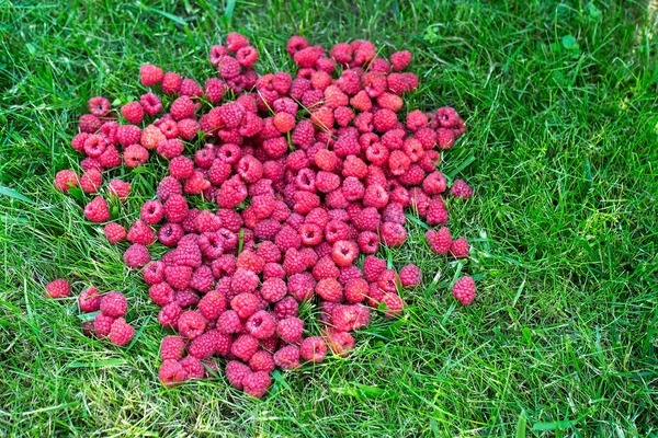 Hallon i gräset. Bär i en korg. Vackra sommaren skörden bakgrund — Stockfoto