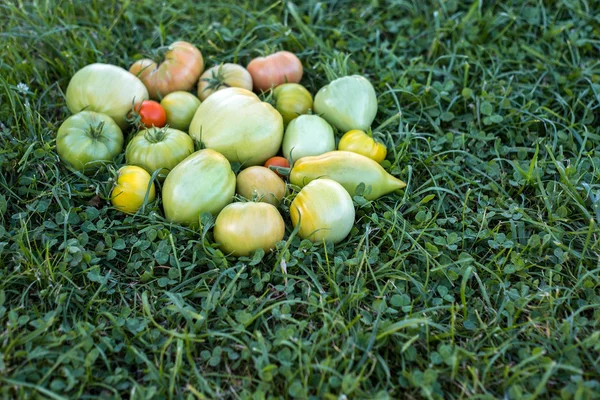 Maduración de tomates verdes y amarillos en el fondo de la hierba —  Fotos de Stock