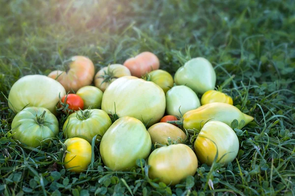 Rijping van de groene en gele tomaten op het gras-achtergrond — Stockfoto